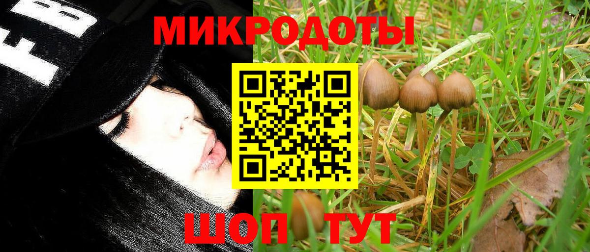 Псилоцибиновые грибы Psilocybe Туймазы